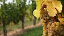 Tokaji Blend