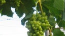 Torrontes