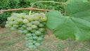 Trajadura (Treixadura)
