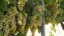 Trebbiano (Ugni Blanc)