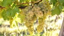 Verdicchio