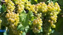 Vermentino (Rolle)
