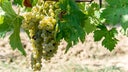 Vernaccia