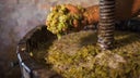 Vin de Liqueur
