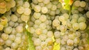 Viognier