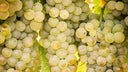 Viognier