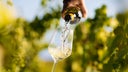White Blend