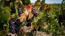 Zinfandel