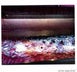 7th label thumbnail of Sine Qua Non Eleven Confessions Vineyard Grenache