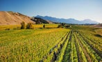 Read: Wine-Lovers Celebrate Another Global Grape Day
