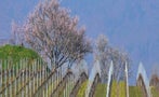 Read: Trimbach Warms to Grand Cru Designation