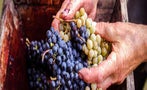 Read: The Unlikely Making of a Winemaker