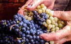 Read: The Unlikely Making of a Winemaker