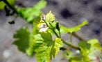 Read: Bordeaux White Grape Harvest Seen As Promising