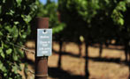 Read: Malbec's Journey From Cahors to California
