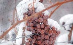 Read: Ice-Wine Harvest in Pictures