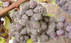 Read: Sauternes 2012 Tarnished By Yquem's No-Show