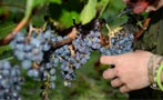 Read: Hasty Harvest For Bordeaux's Merlot Makers
