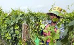 Read: Wine Offers Brighter Future for Ethiopia