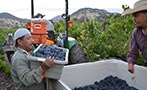 Read: Kick Off for the California Wine Harvest