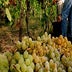 Italian Harvest Starts Early as Weather Improves