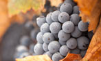 Read: Super Tuscans Not Just the Usual Suspects
