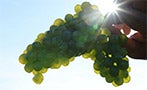 Read: Bordeaux Winemakers Warm to 2014 Vintage