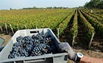 Read: Bordeaux Harvest Coming Up Trumps