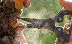 Read: October Ends With a Flourish For Sauternes Producers