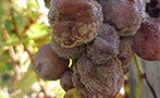 Read: Train Line Threatens Sauternes Terroir