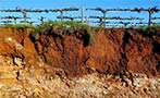Read: 10 Things Every Wine Lover Should Know About Wynns Coonawarra Estate