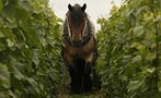 Read: A Clean Green Future for Champagne
