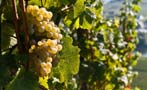 Read: Germany and Alsace's Battle of the Rieslings