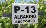 Read: The 10 Most Searched-for Albari&#xF1;os