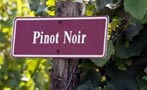 Read: 10 Most Wanted Pinot Noirs