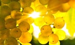 Read: The 10 Most Wanted Chardonnays