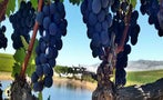 Read: The World's Most Wanted Merlots