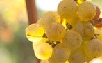 Read: The World&#x27;s Most Wanted Rieslings
