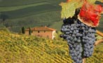 Read: Tuscany&#x27;s Most Wanted Wines