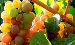 Read: The World&#x27;s Most Wanted Pinot Gris