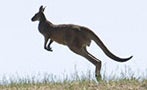 Read: Australia&#x27;s Most Wanted Wines