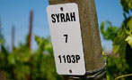 Read: The World's Most Expensive Syrahs