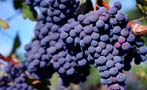 Read: The World&#x27;s Most Expensive Merlots