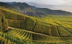 Read: Wine Thief Hands Himself In