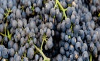 Read: The World's Most Wanted Pinot Noir