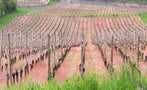 Read: Burgundy Prices Deterring Everyday Buyers