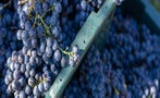 Read: Cabernet Franc's Shot at Glory
