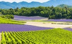 Read: Provence Rosé: Quality, Cash and Celebrity