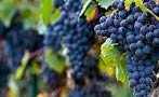 Read: Barolo&#x27;s Dolcetto Dependency