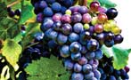 Read: Discover a World of Cabernet